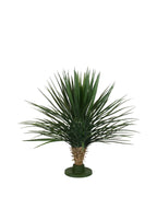 P1729-PINEAPPLE YUCCA