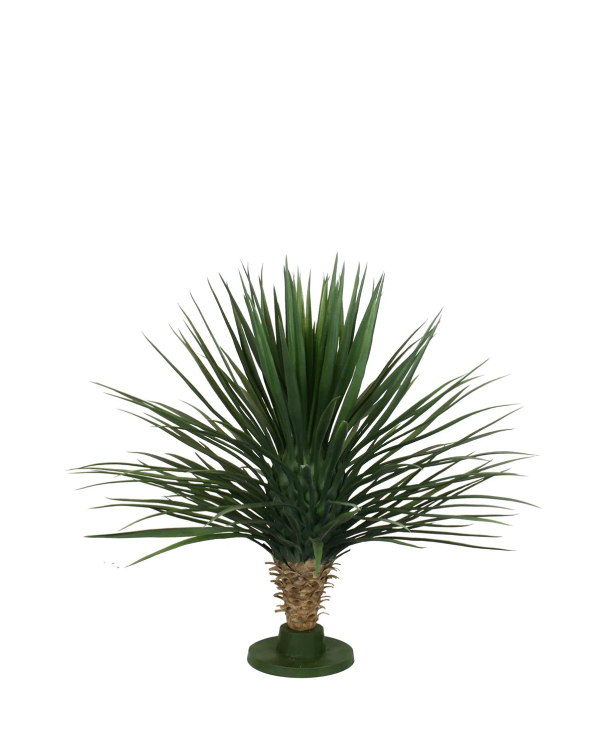 P1729-PINEAPPLE YUCCA