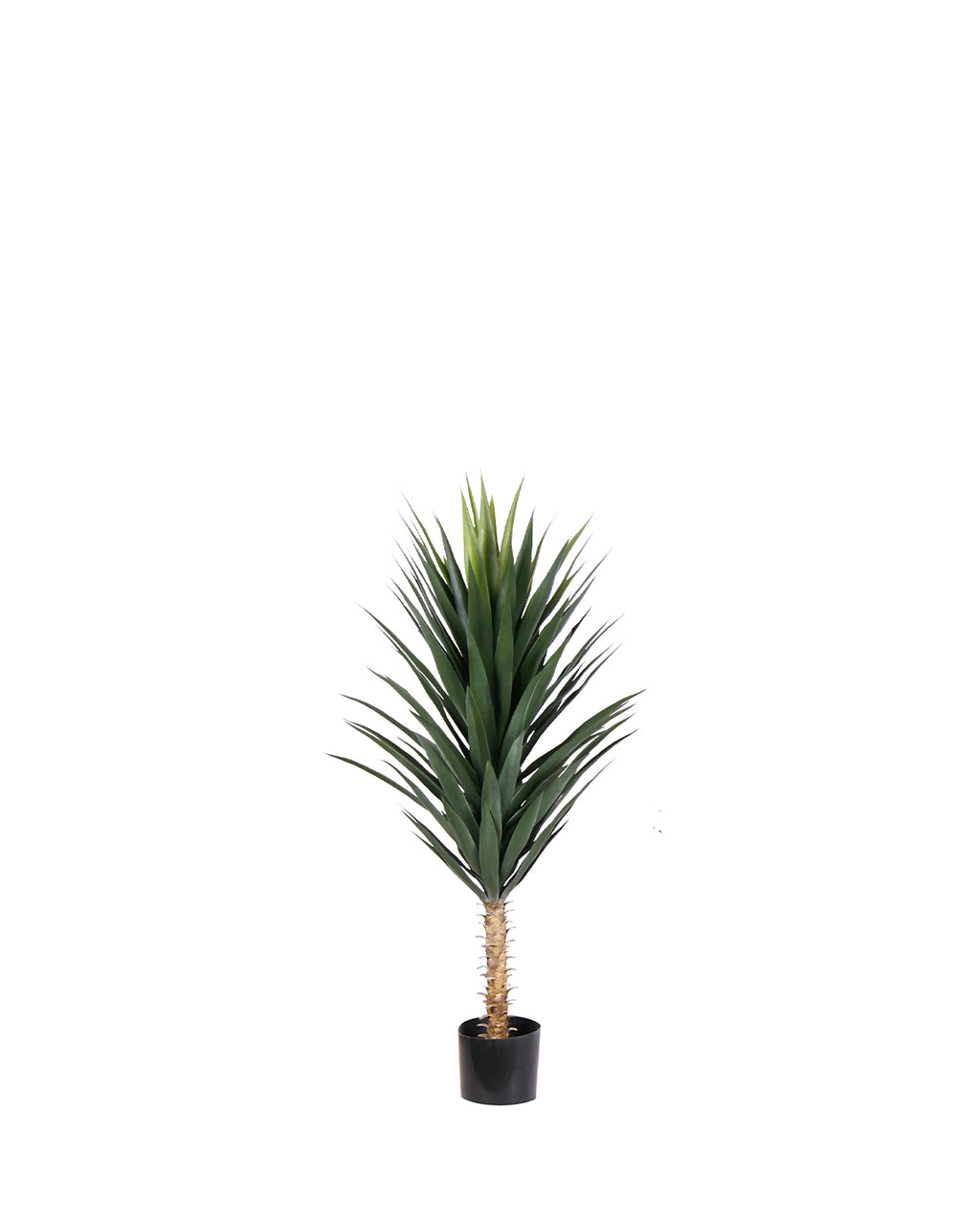 P1634-BLUE AGAVE