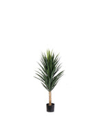 P1634-BLUE AGAVE