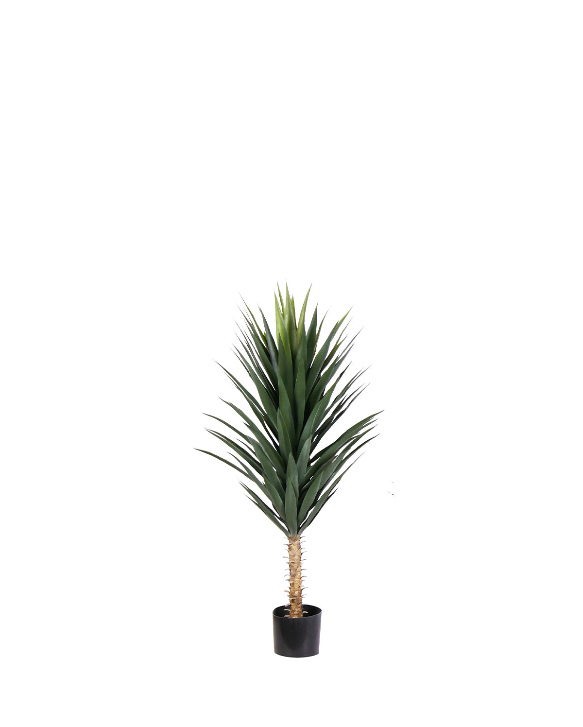 P1634-BLUE AGAVE