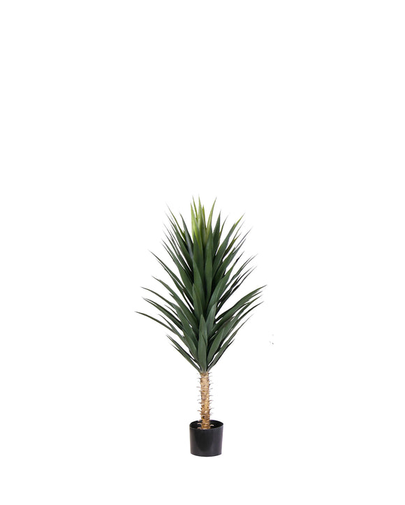 P1634-BLUE AGAVE