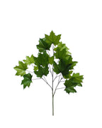 P2862-SUGAR MAPLE SPRAY