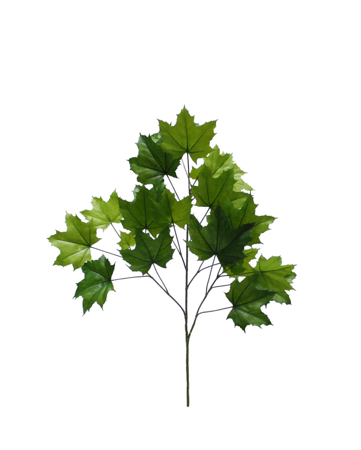 P2862-SUGAR MAPLE SPRAY