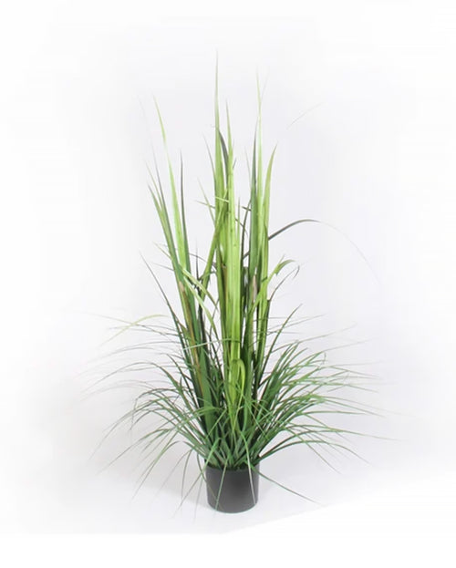 P1522-GRASS BUSH