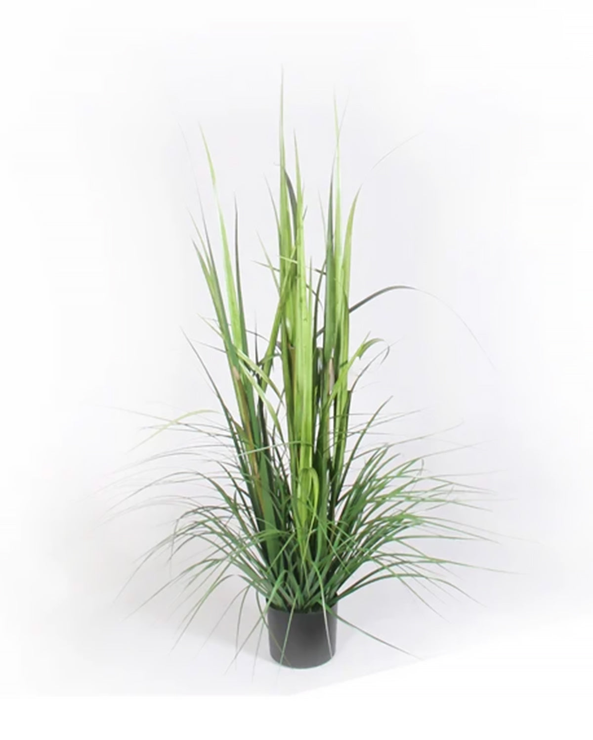 P1522-GRASS BUSH
