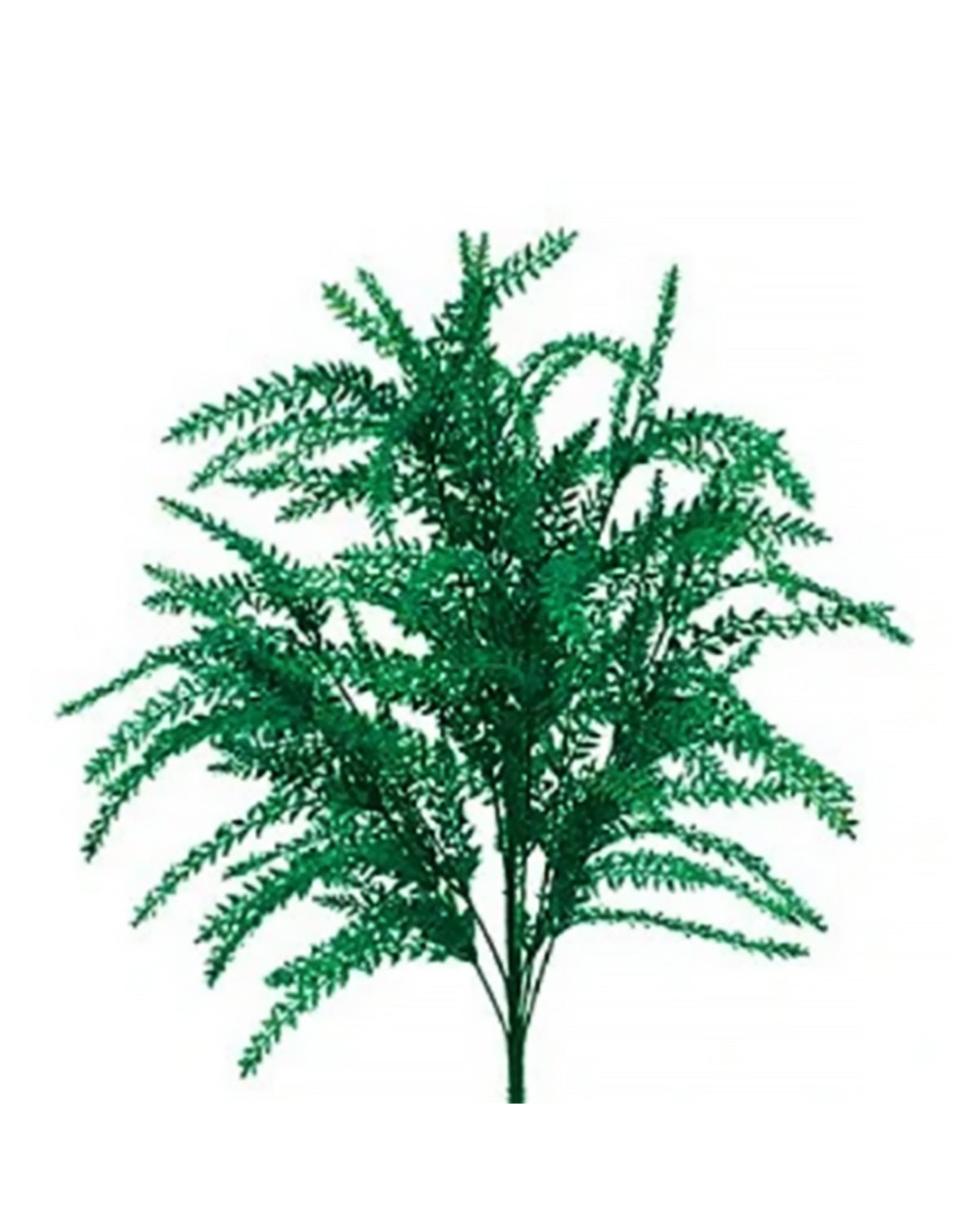 PP2002 - FERN ASPARAGUS BUSH