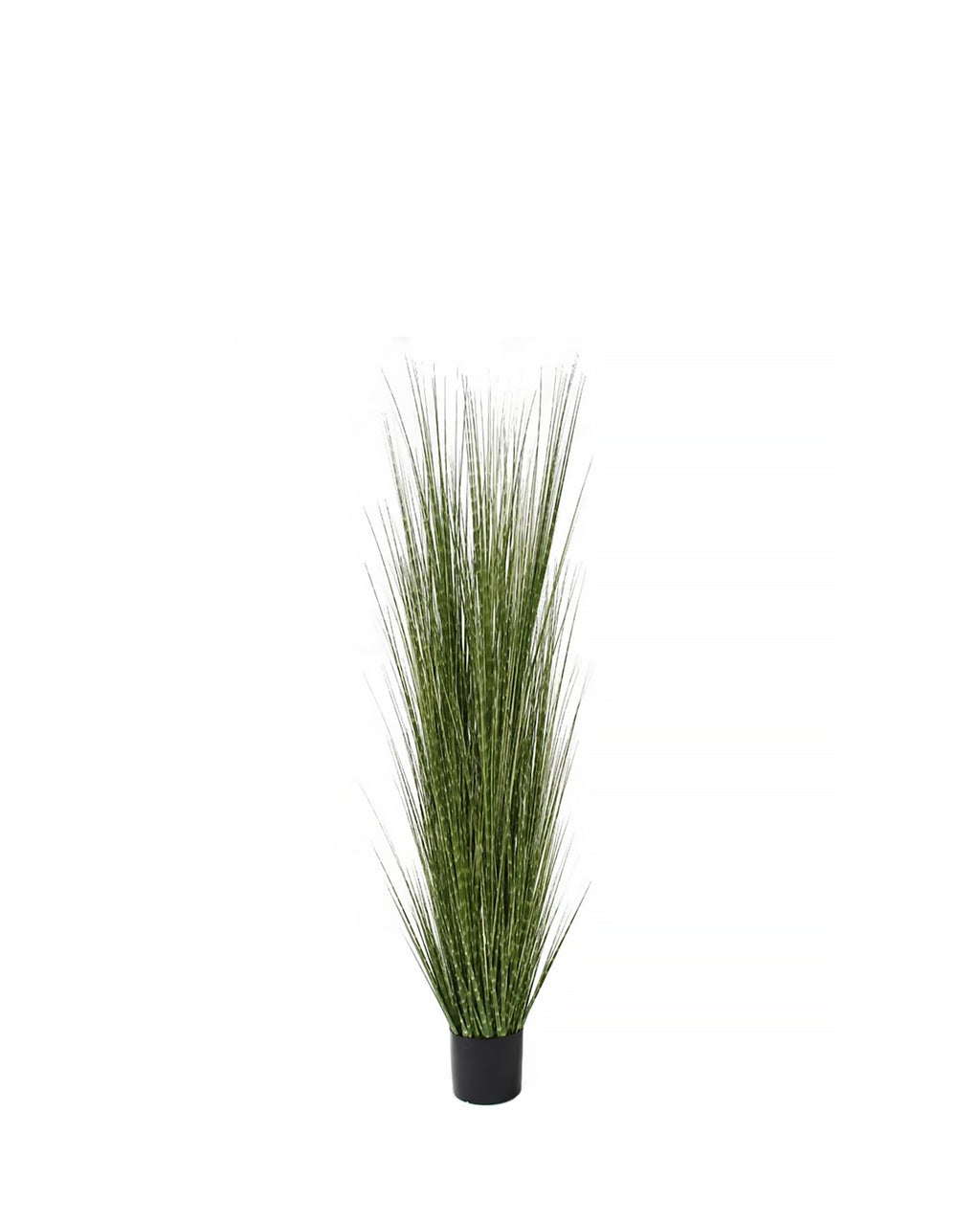 P1539-SPOTTED GRASS