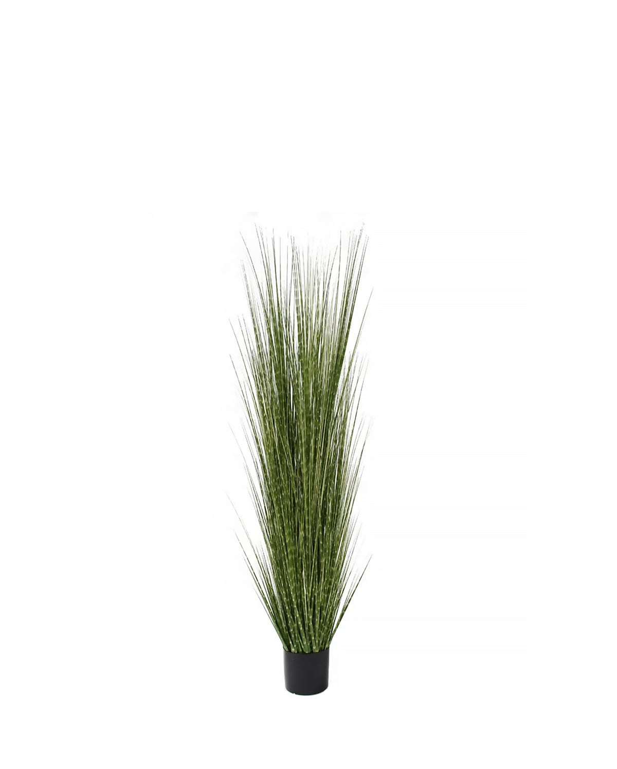 P1539-SPOTTED GRASS