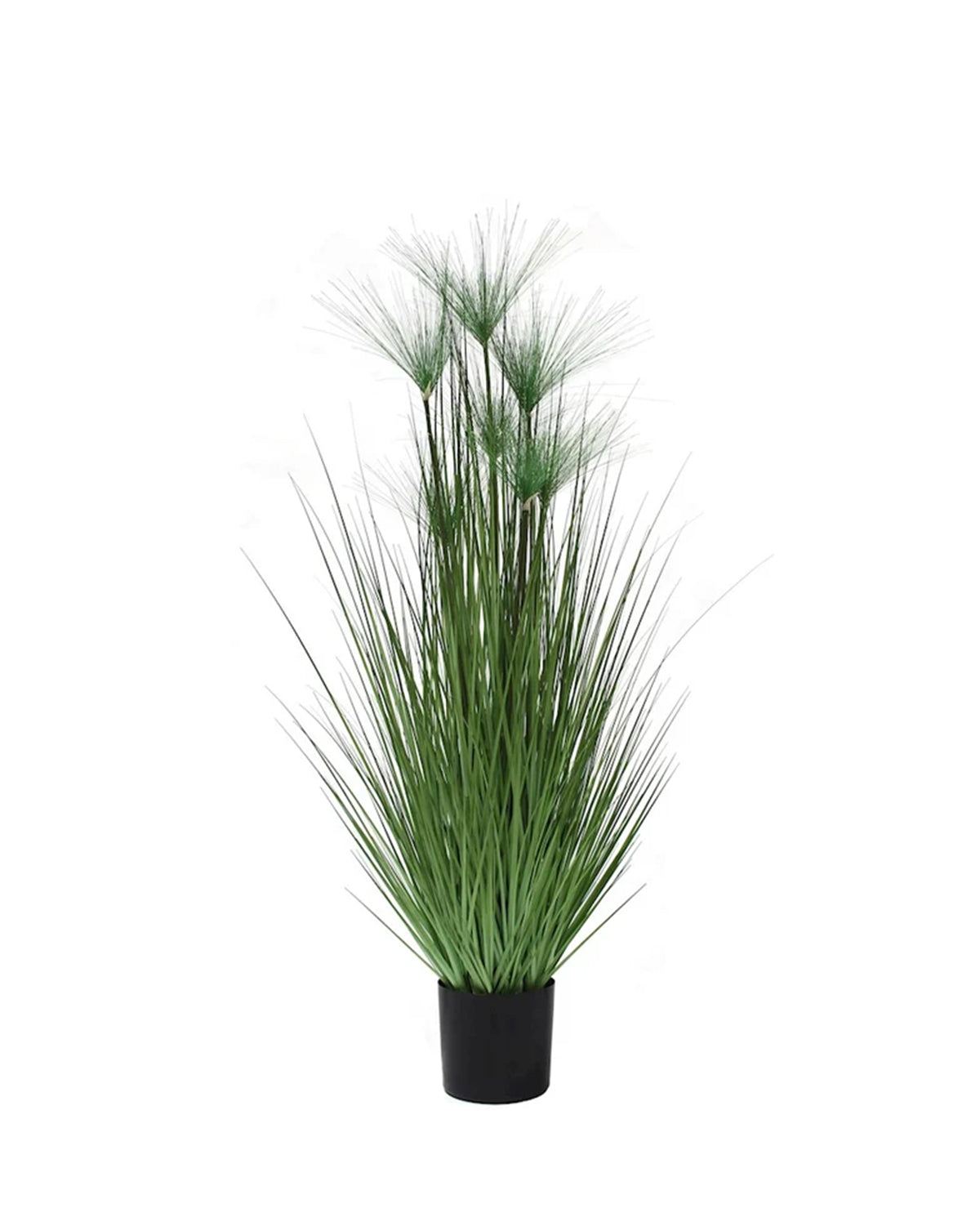 P1543-PAPYRUS GRASS