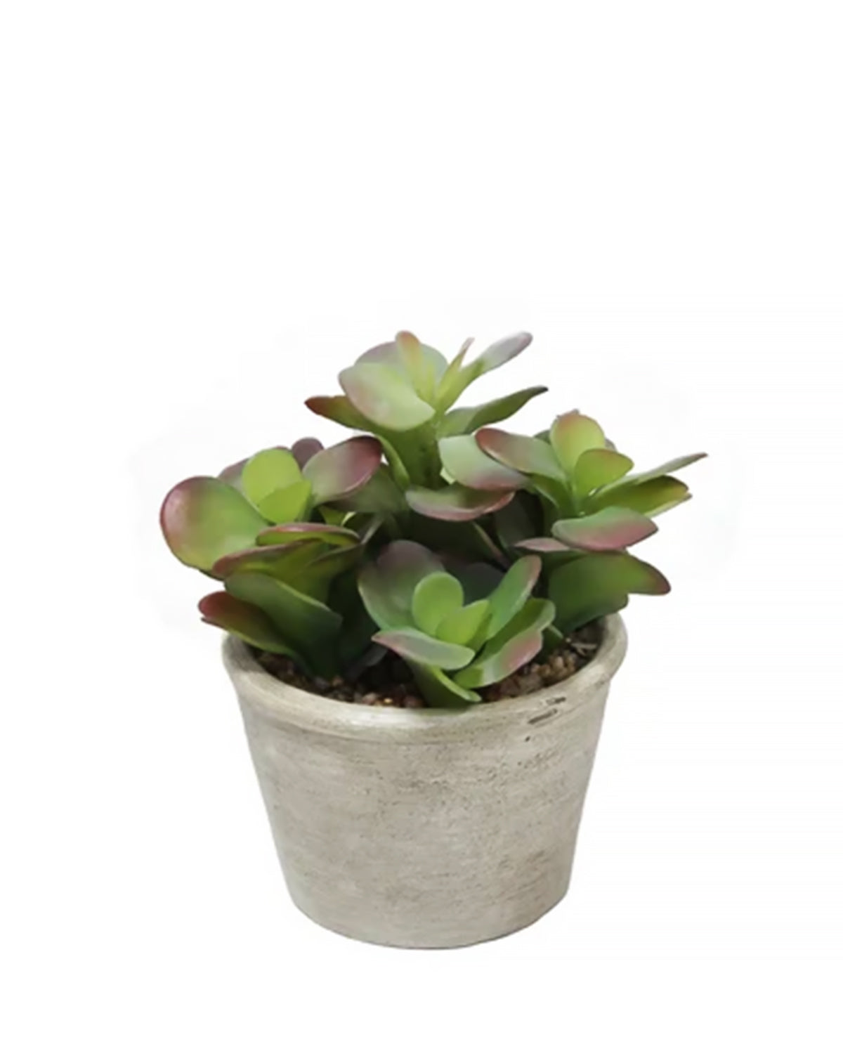 PTP7202-MIXED SUCCULENTS
