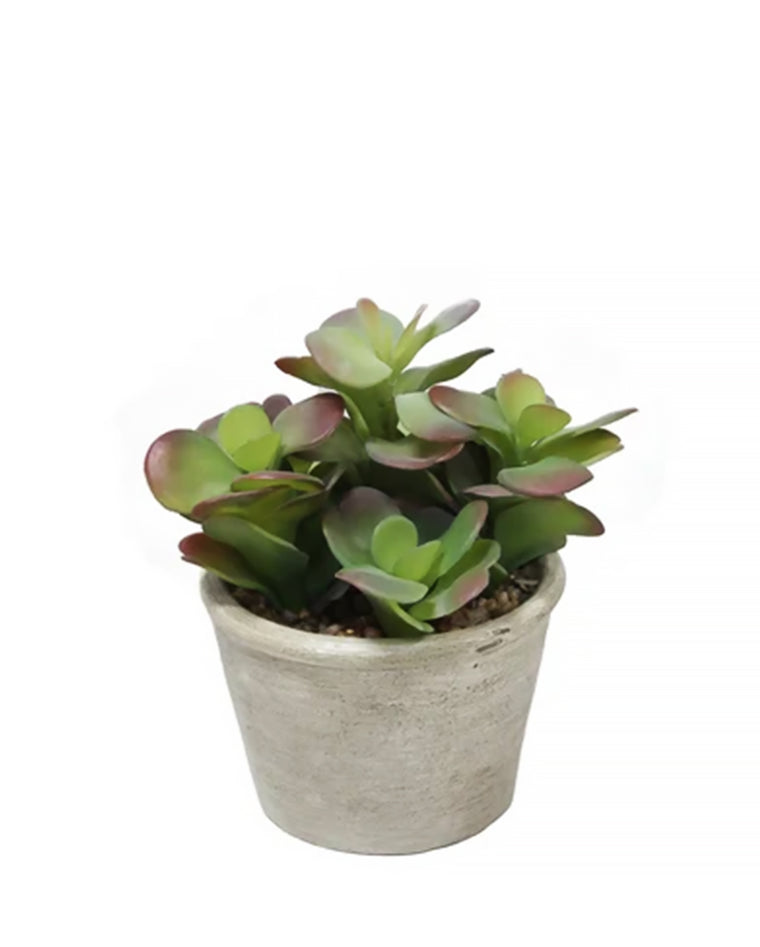 PTP7202-MIXED SUCCULENTS
