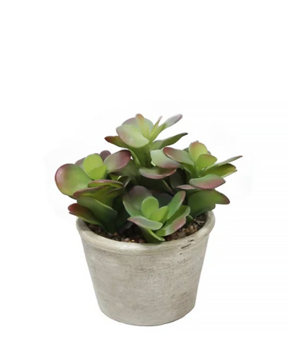 PTP7202-MIXED SUCCULENTS