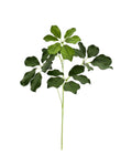 P2849-BRAZILIAN SCHEFFLERA SPRAY