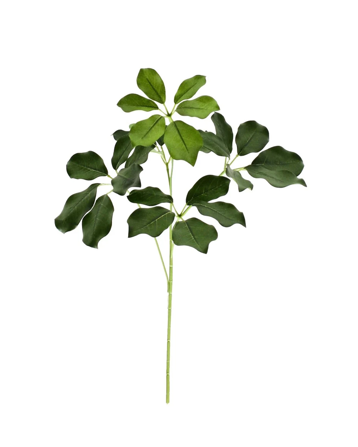 P2849-BRAZILIAN SCHEFFLERA SPRAY