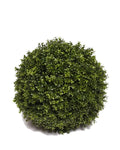 PP4036SB-BOXWOOD BALL