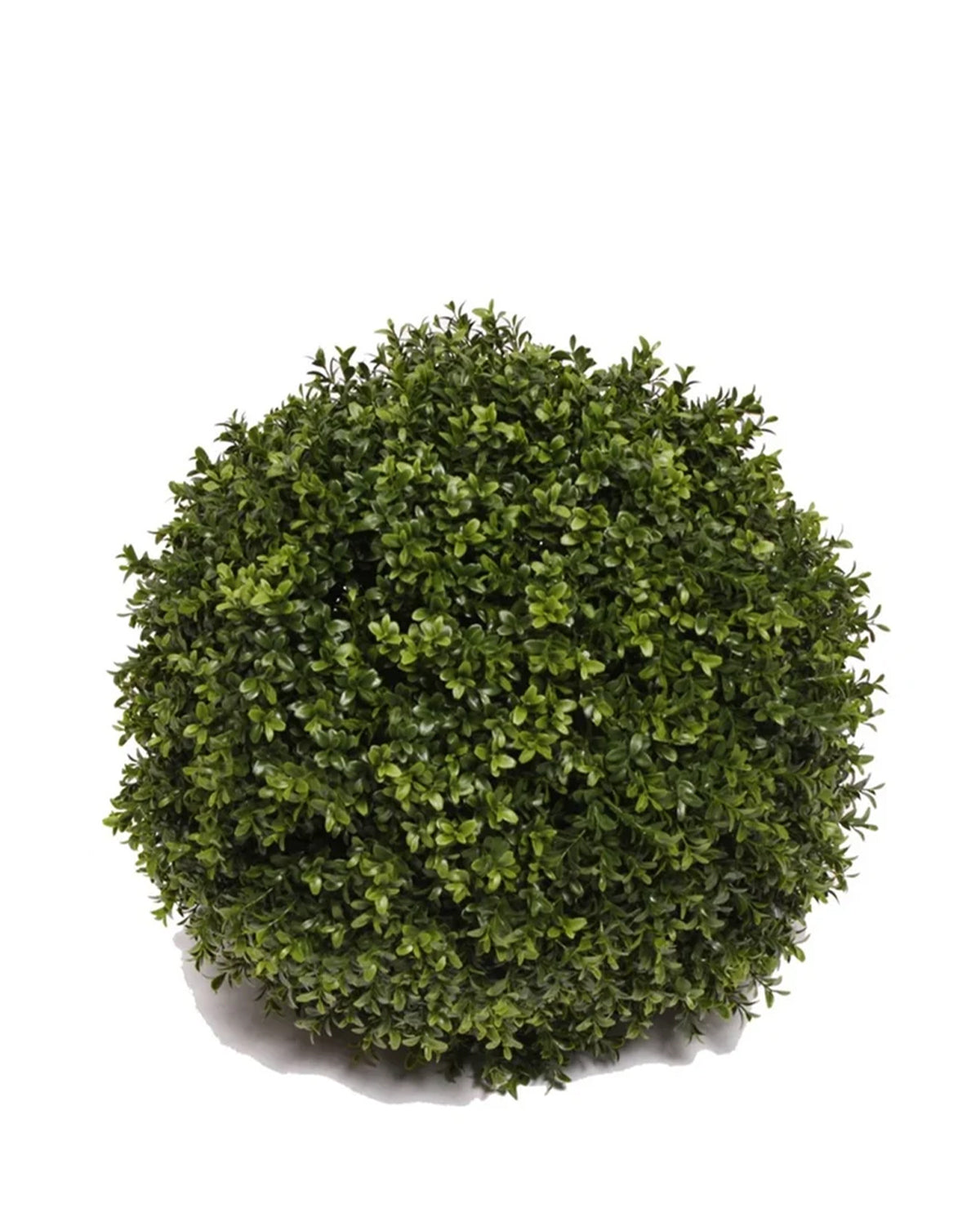PP4036SB-BOXWOOD BALL