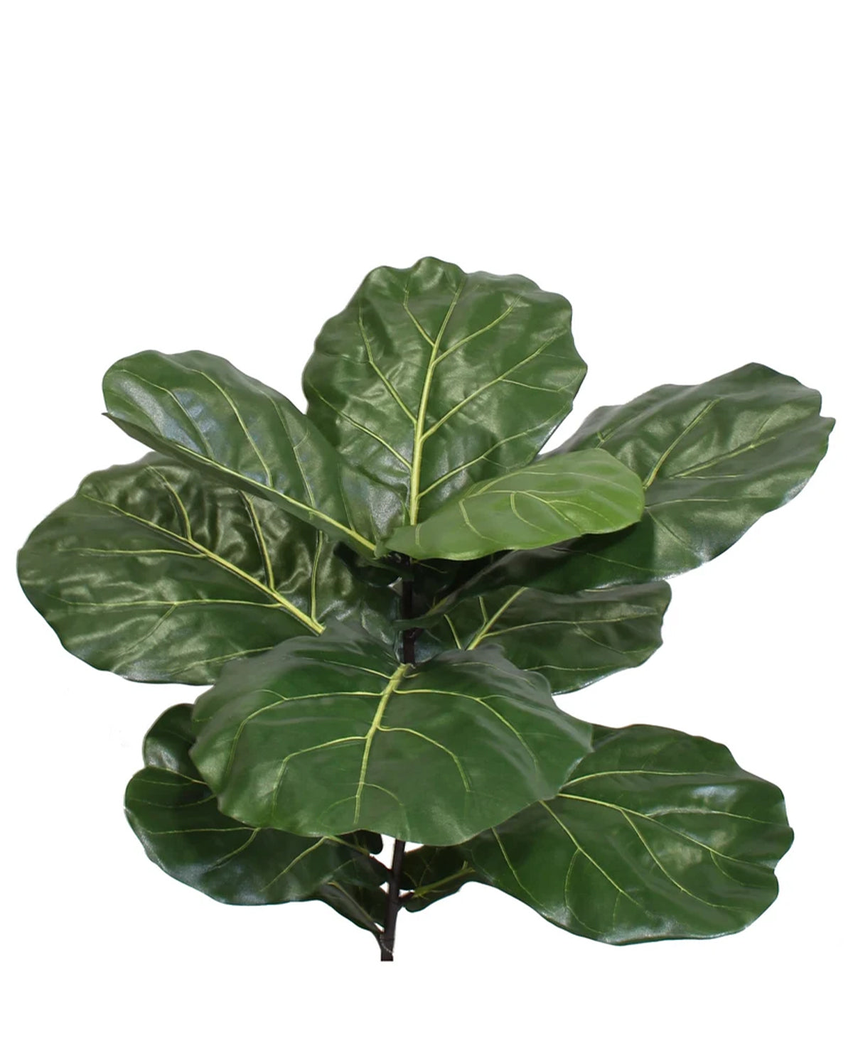 BRAZILIAN FIDDLE LEAF SPRAY