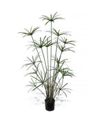 P1755B-DELUXE ROYAL CYPERUS PLANT