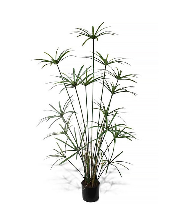 P1755B-DELUXE ROYAL CYPERUS PLANT