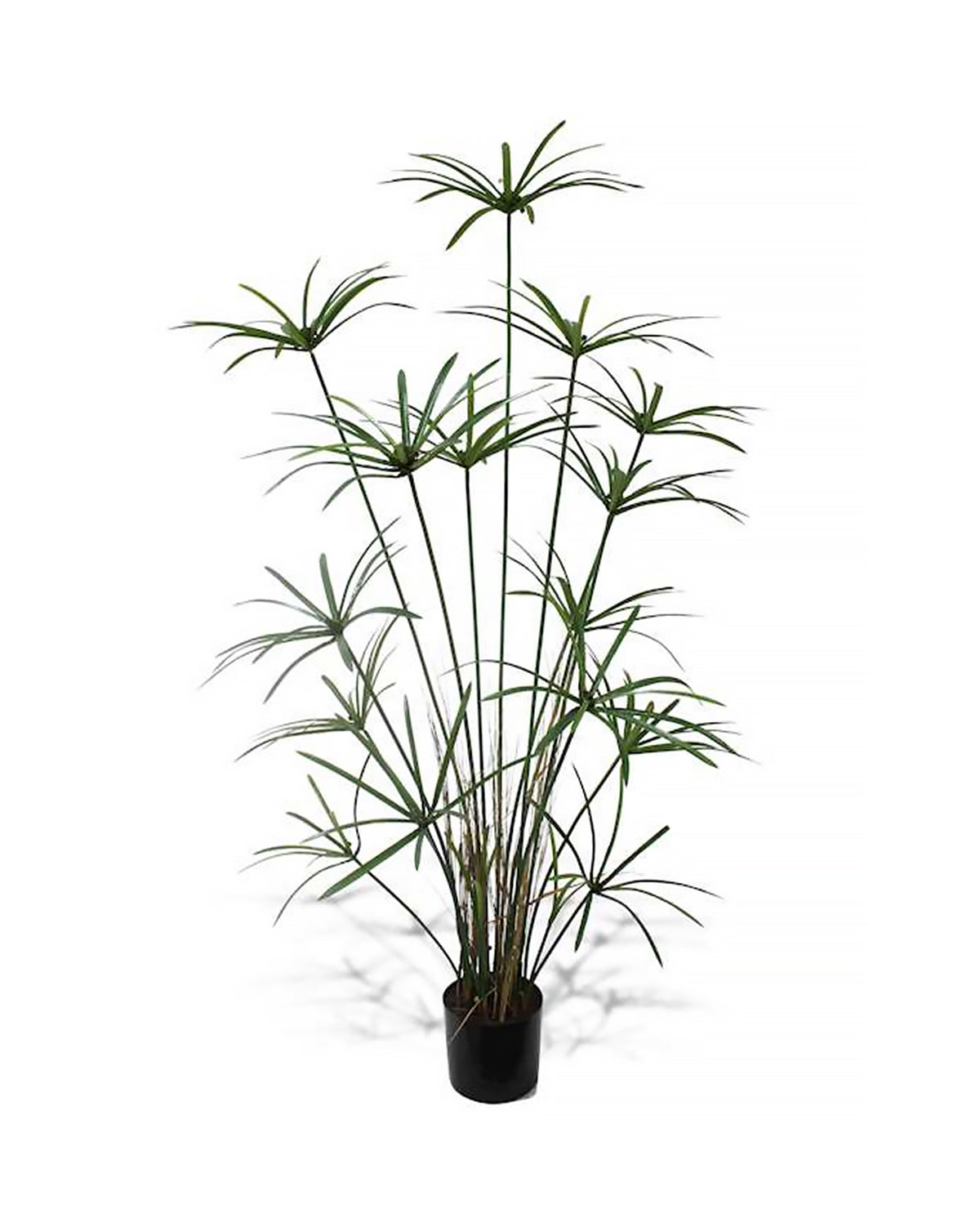 P1755B-DELUXE ROYAL CYPERUS PLANT