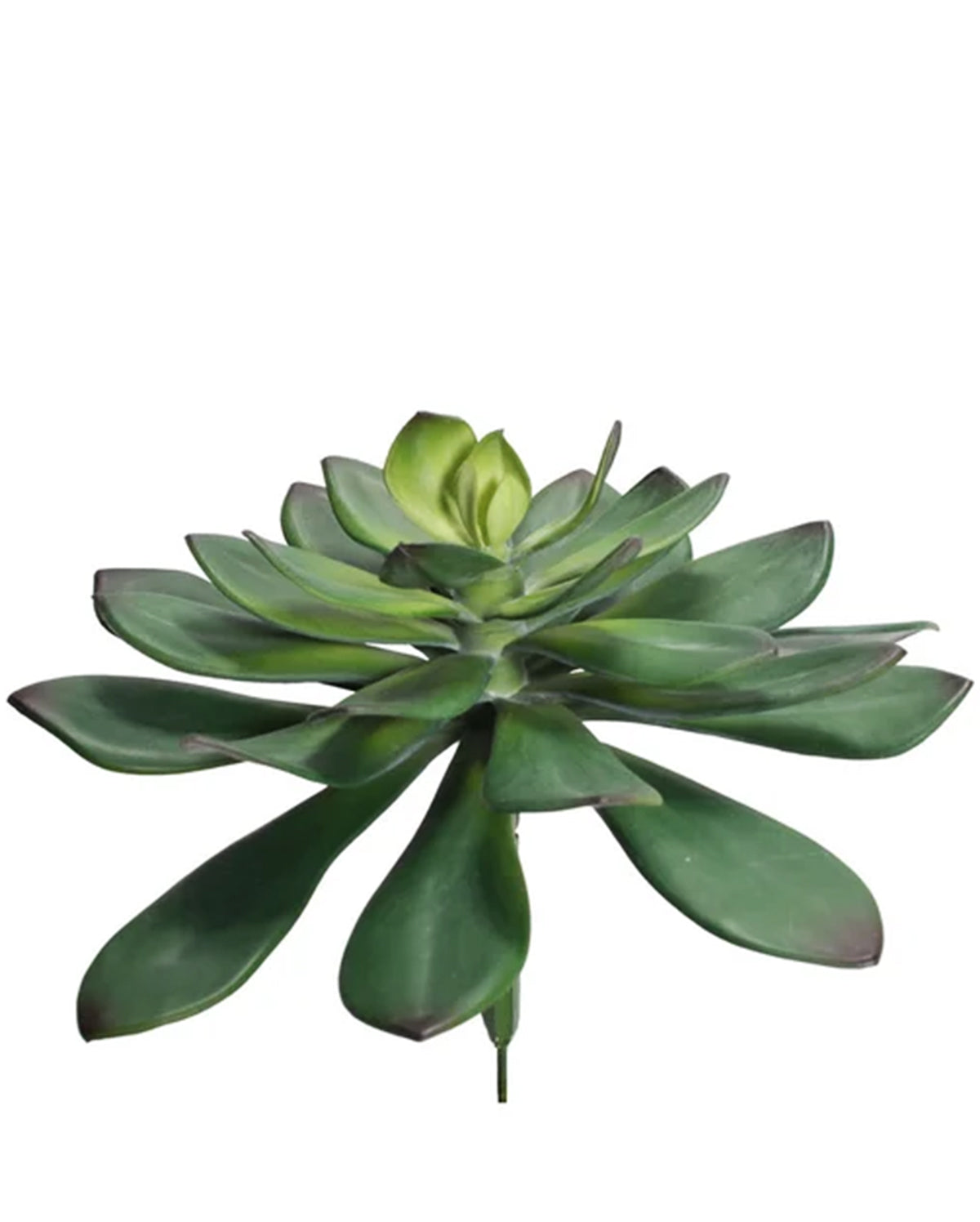 A7133 - DIA SINGLE STEM SUCCULENT