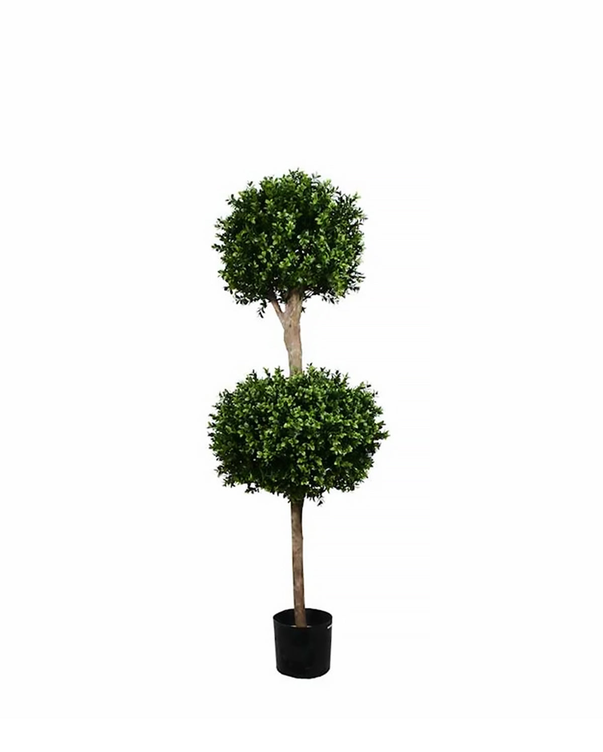 PP4036DB-BOXWOOD DOUBLE BALL TREE