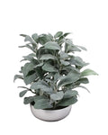 P1588-FROSTED LEMON LEAF IN WHITE POT