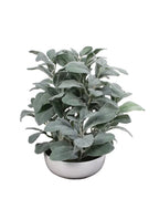 P1588-FROSTED LEMON LEAF IN WHITE POT