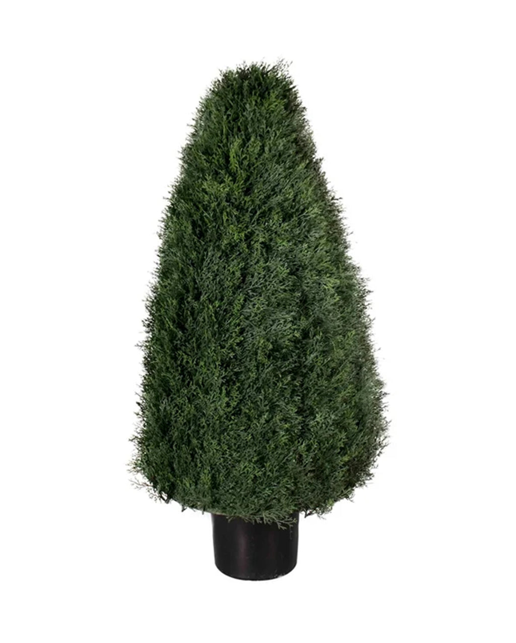 P3021-POND CYPRESS TOPIARY
