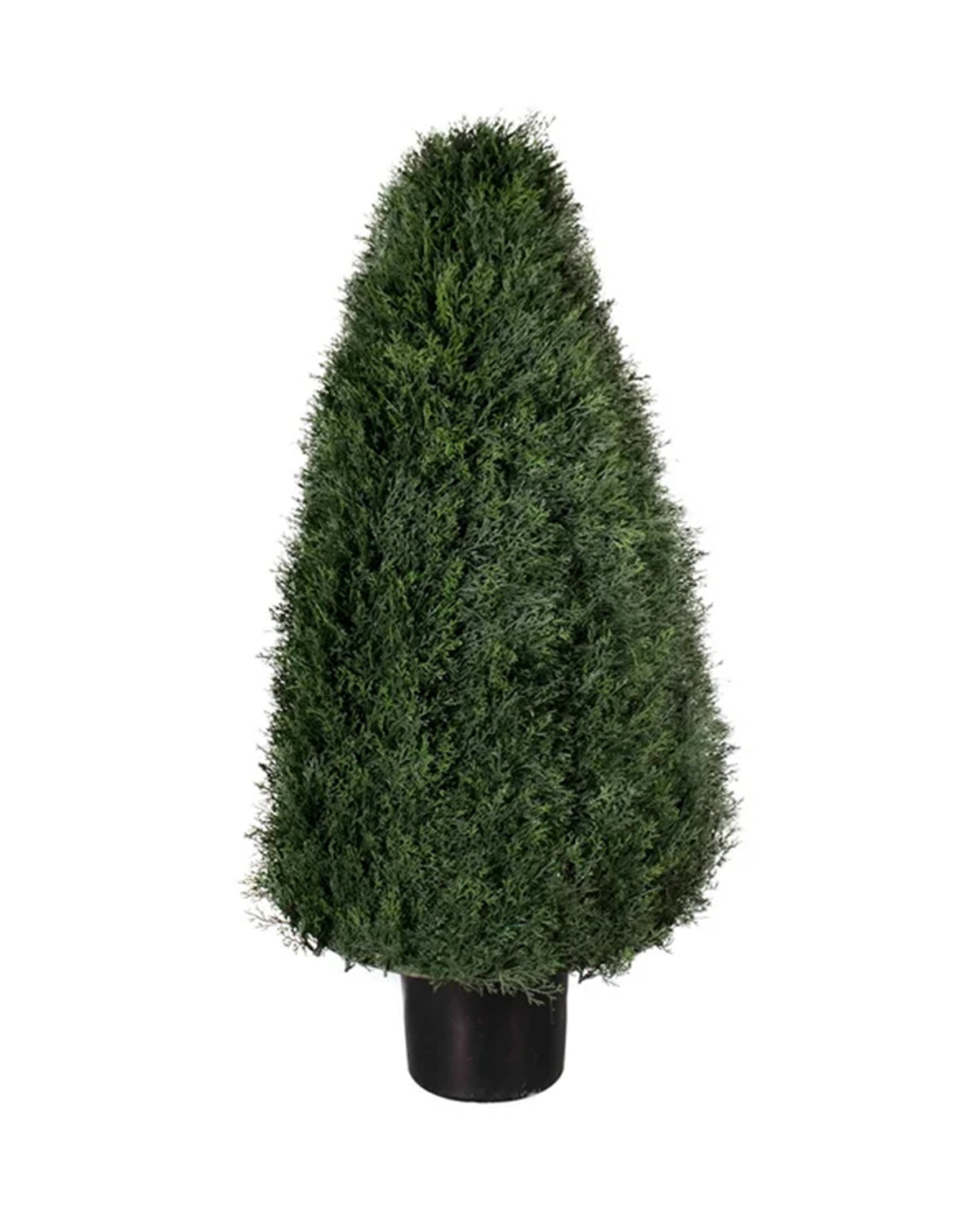 P3021-POND CYPRESS TOPIARY