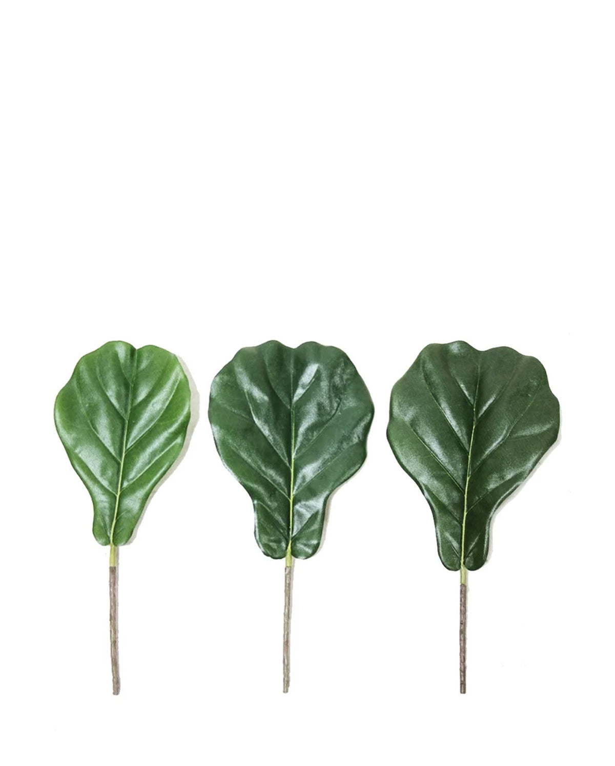 P2886A- FIDDLE LEAF SET