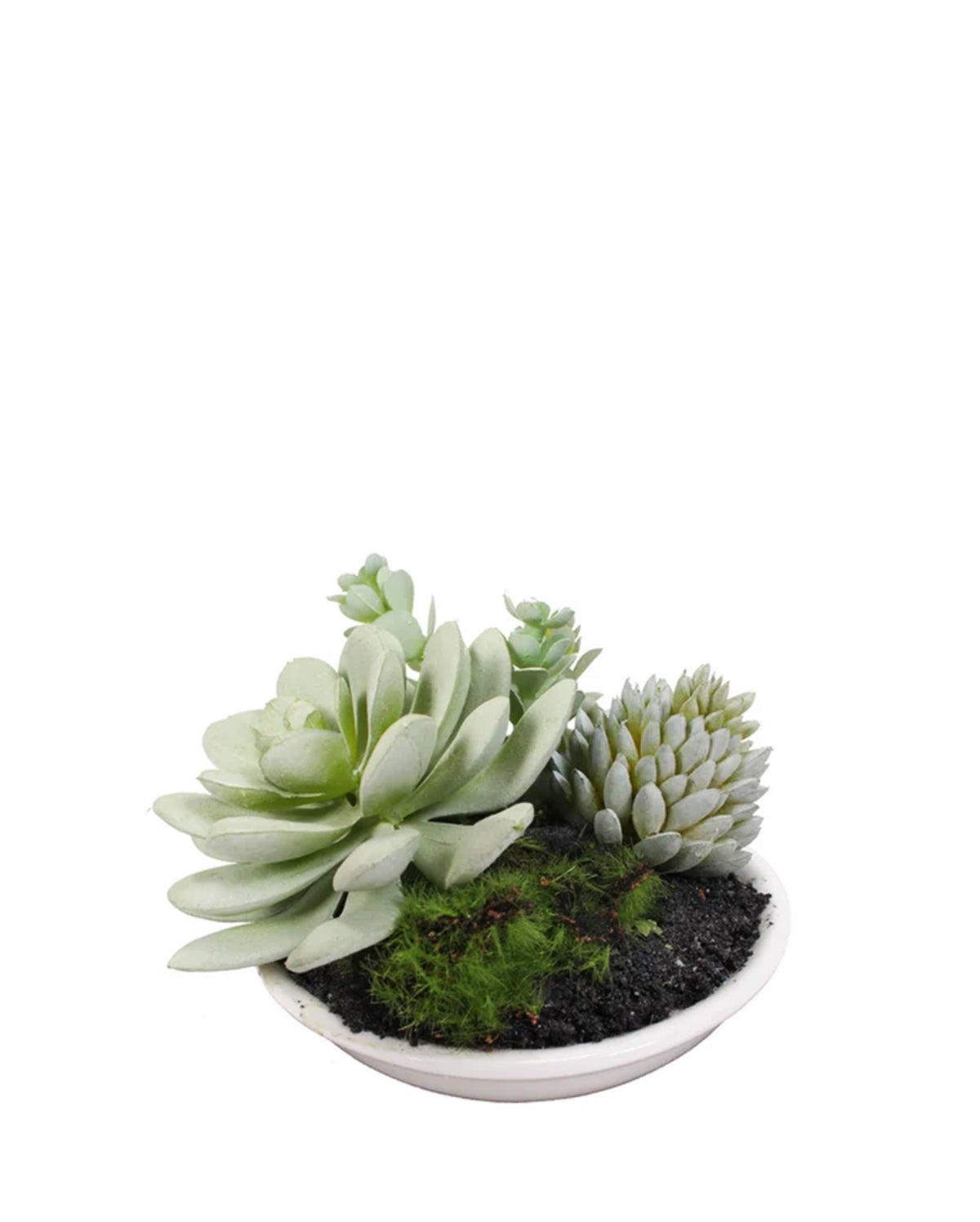 MIXED SUCCULENTS IN WHITE BOWL