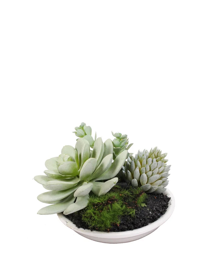MIXED SUCCULENTS IN WHITE BOWL