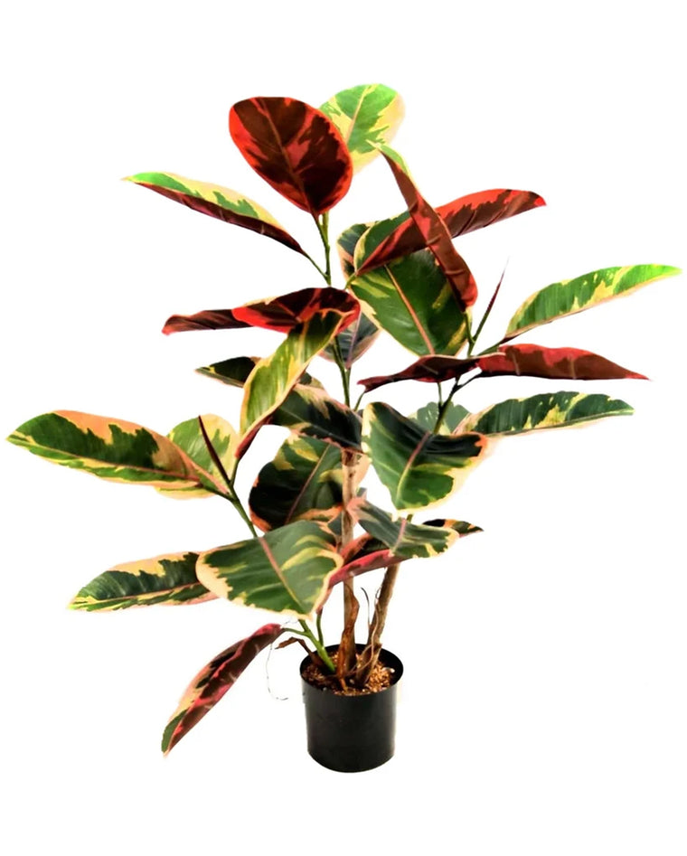 P1605-2.5 - RUBBER PLANT BUSH W/ 27 RED-GREEN LEAVES