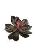 A7131 - SINGLE STEM SUCCULENT