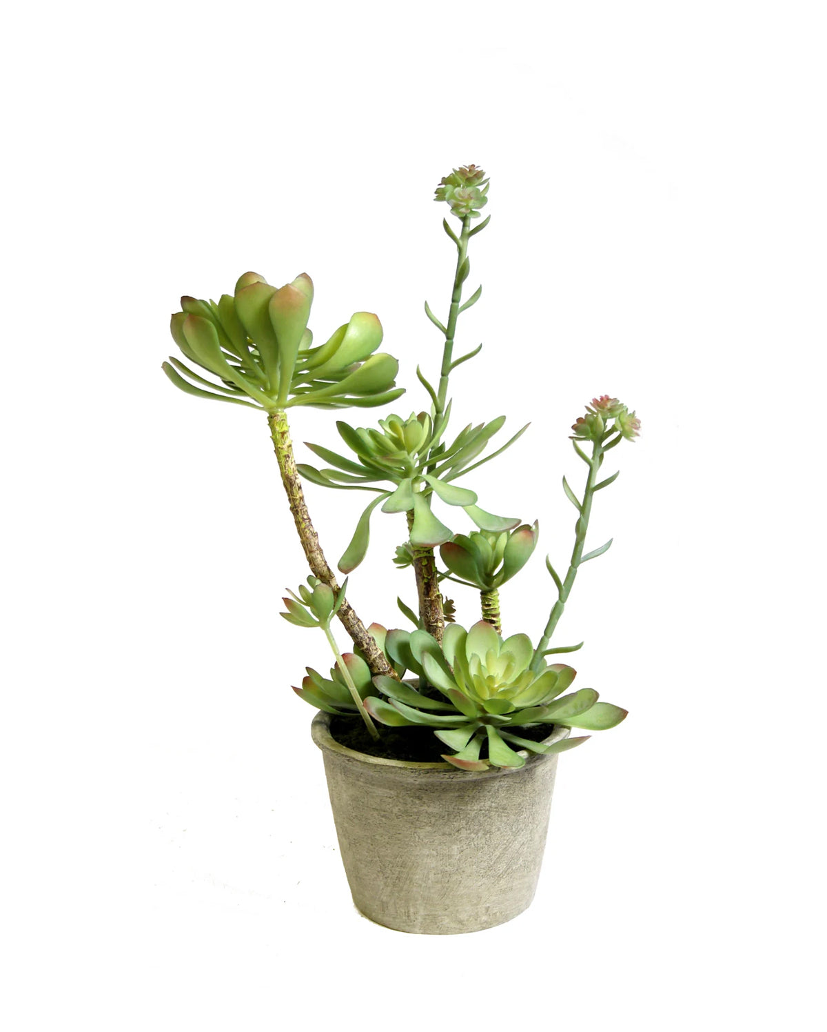 PTP7224-MIXED SUCCULENTS IN PAPER MACHE POT