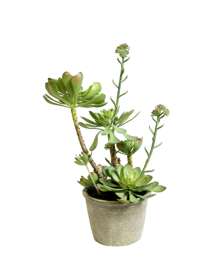 PTP7224-MIXED SUCCULENTS IN PAPER MACHE POT
