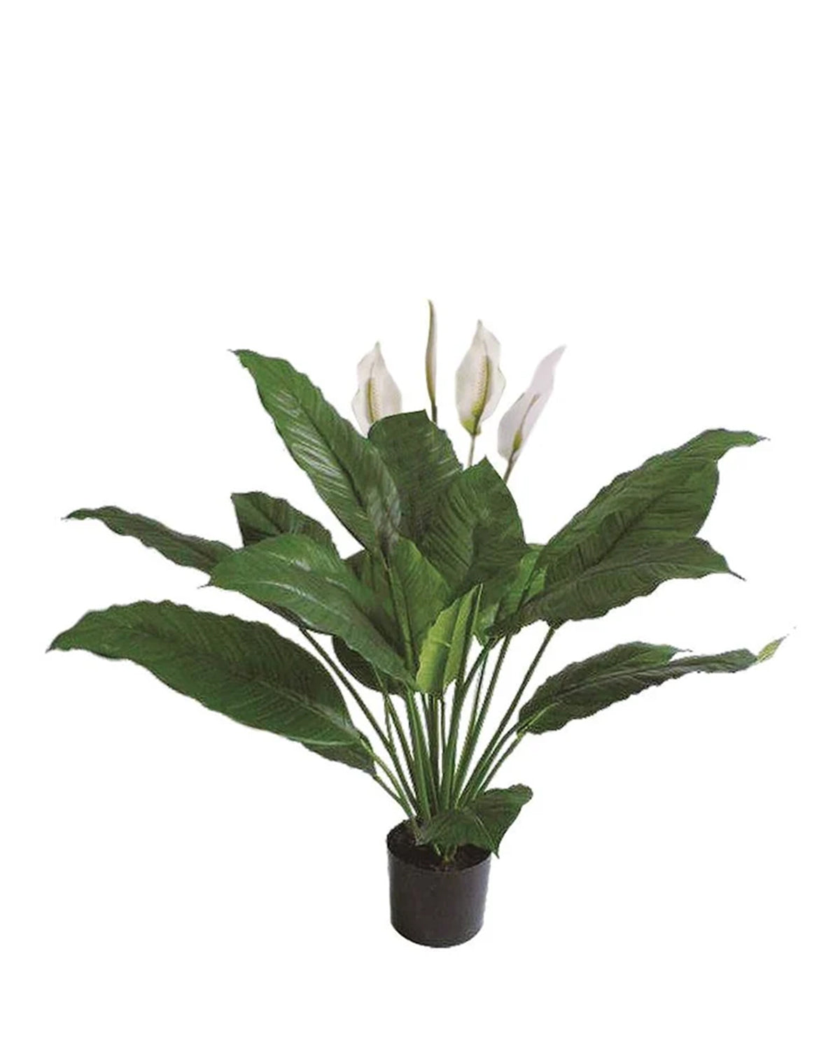 P1775-SPATHIPHYLLUM BUSH