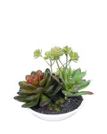 PTP7211-MIXED SUCCULENTS IN WHITE BOWL
