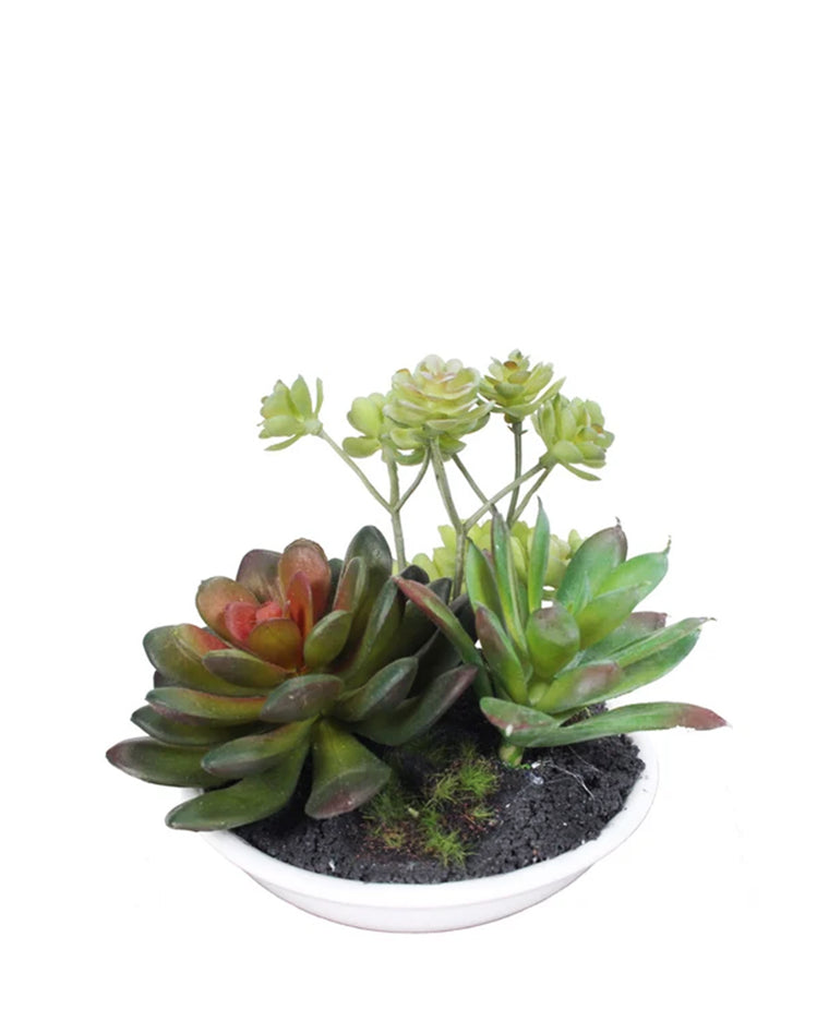 PTP7211-MIXED SUCCULENTS IN WHITE BOWL