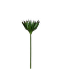 P2827-BLACK AGAVE STEM