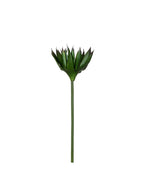P2827-BLACK AGAVE STEM