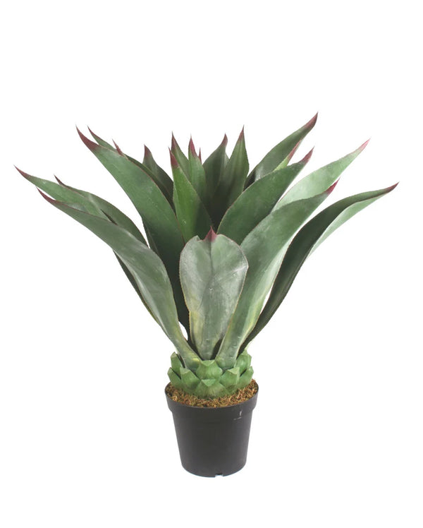 P3502- AGAVE PLANT
