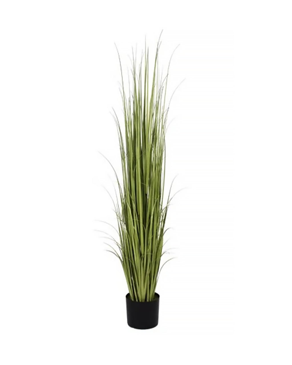 P1534-RANCH GRASS