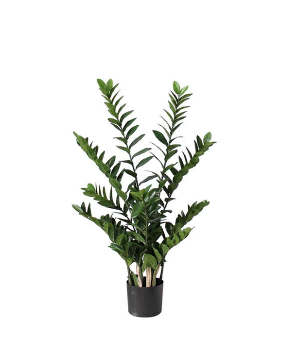 P1480-PTD Z Z PLANT