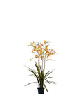 P2132 - PTD ONCIDIUM ORCHID RUST