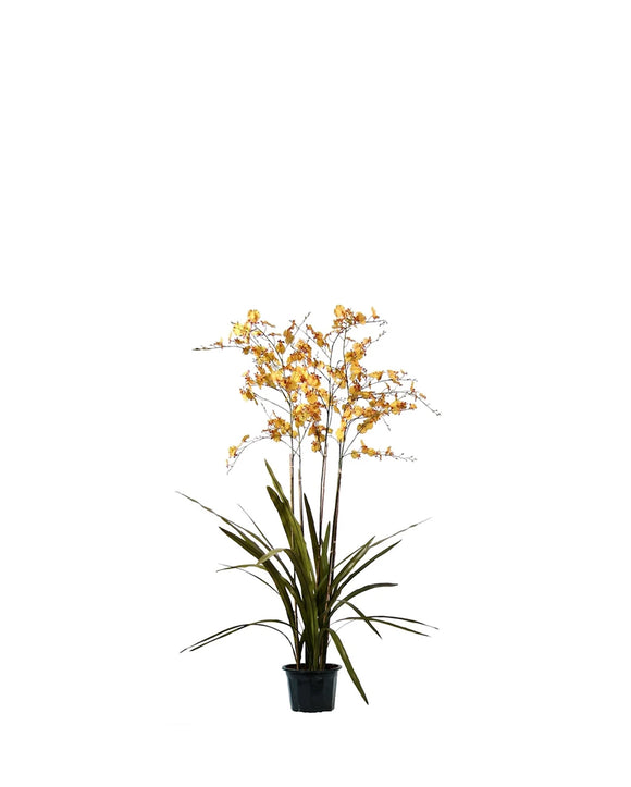P2132 - PTD ONCIDIUM ORCHID RUST