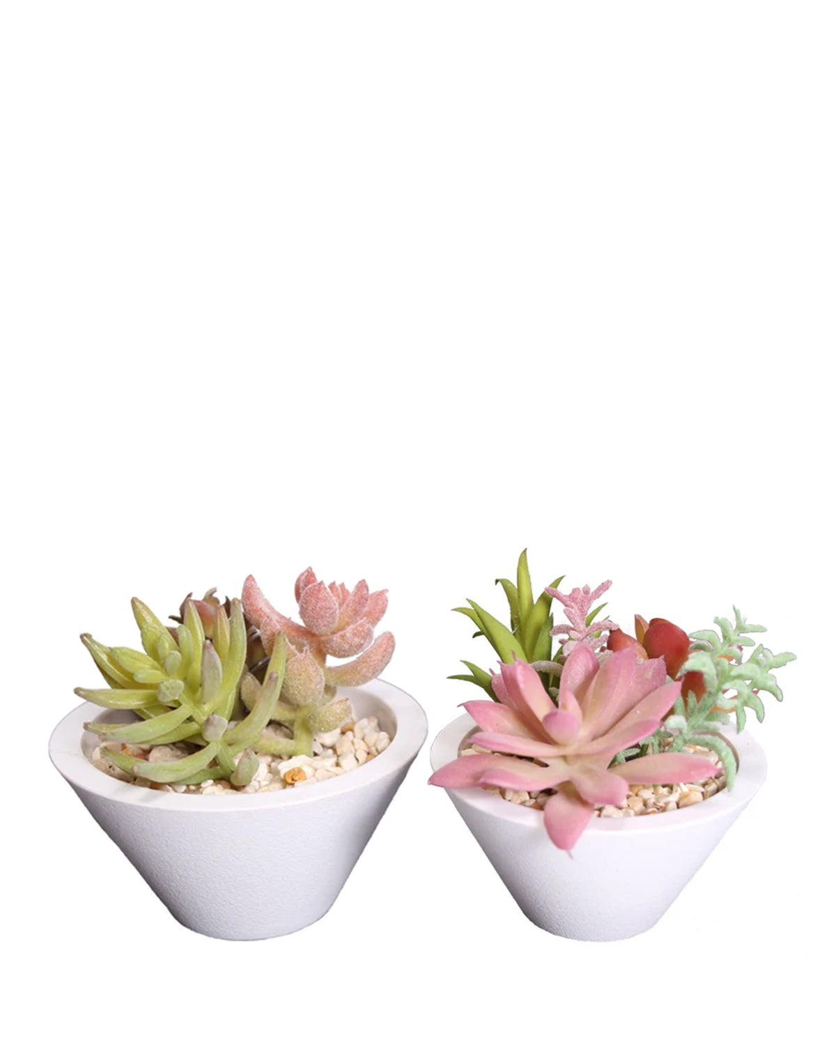 PTP6129A-MIXED SUCCULENTS