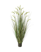 P1518-FOXTAIL GRASS
